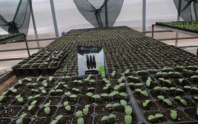 Ardeşen Belediyesi Sebze Serasını Verimli Kullanıyor