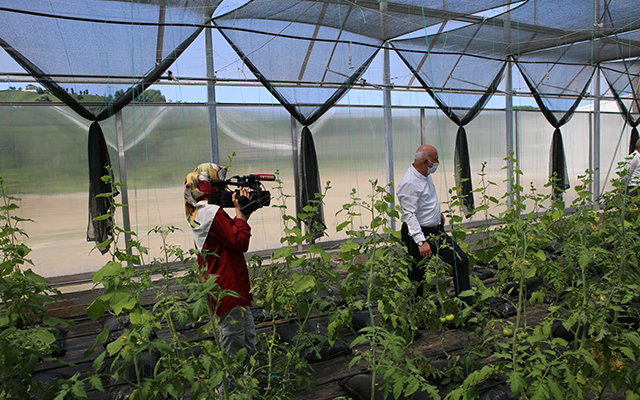 Ardeşen Belediyesi Sebze Serasını Verimli Kullanıyor