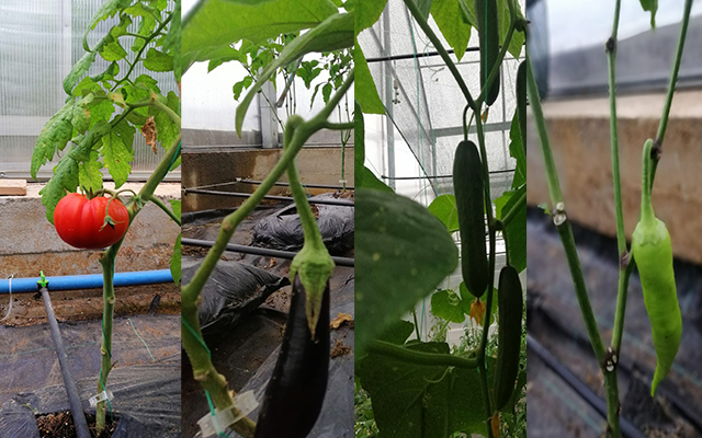 Ardeşen Belediyesi Sebze Serasını Verimli Kullanıyor