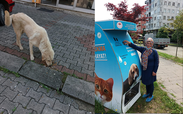 Ardeşen Belediye Ekipleri Sokak Hayvanlarına Yem Bırakıyor