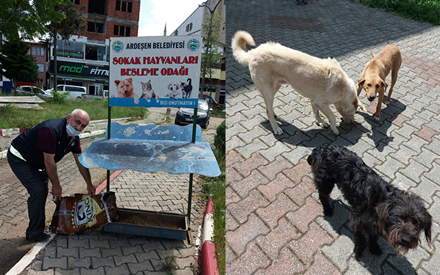 Ardeşen Belediye Ekipleri Sokak Hayvanlarına Yem Bırakıyor