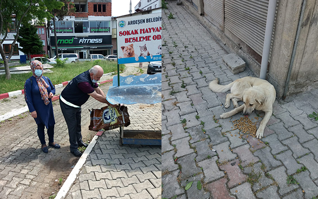 Ardeşen Belediye Ekipleri Sokak Hayvanlarına Yem Bırakıyor
